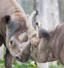 Potter Park Zoo’s Black Rhino “Doppsee” is Thought to Be Pregnant  